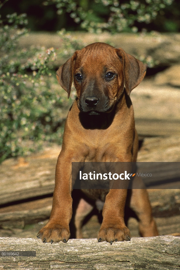 Retrato de cachorro macho de Perro crestado de Rodesia (Canis familiaris)