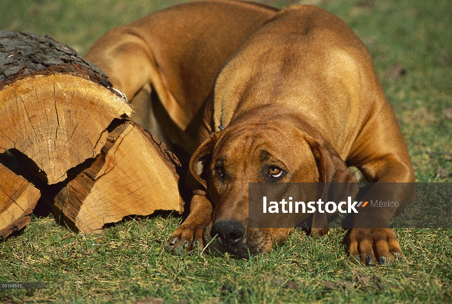 Ridgeback de Rodesia Perros (Canis familiaris) descansando al lado de la leña