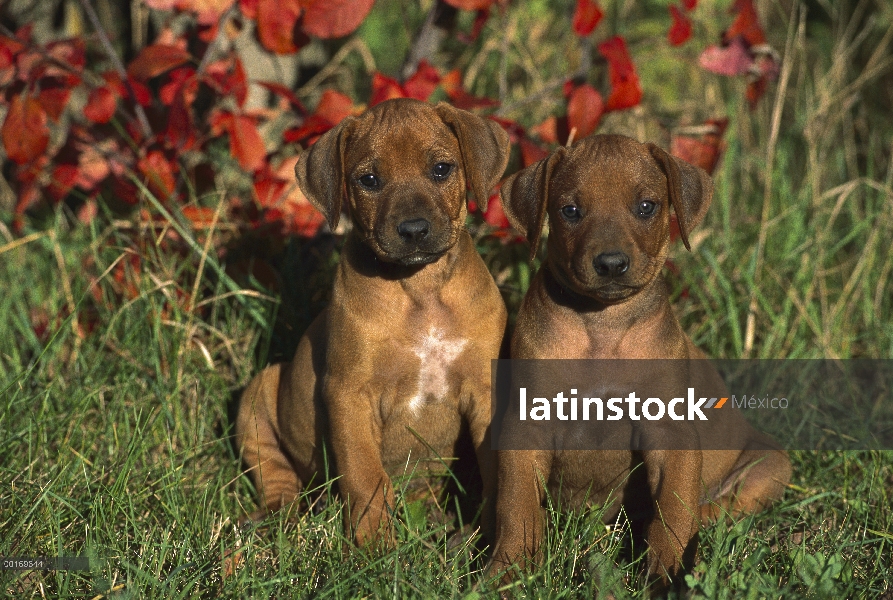 Par de cachorros de Perro crestado de Rodesia (Canis familiaris)