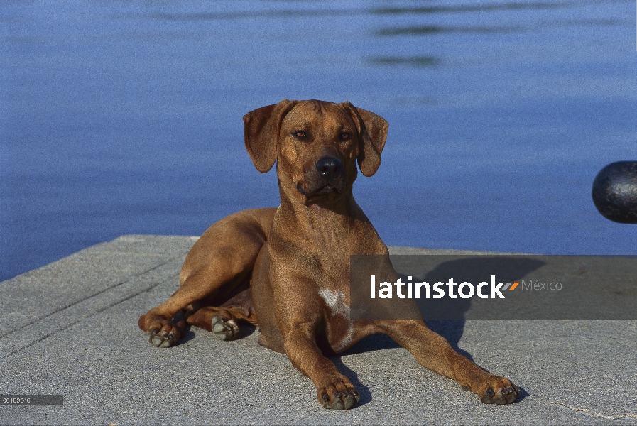 Ridgeback de Rodesia Perros (Canis familiaris) en tablero de hormigón