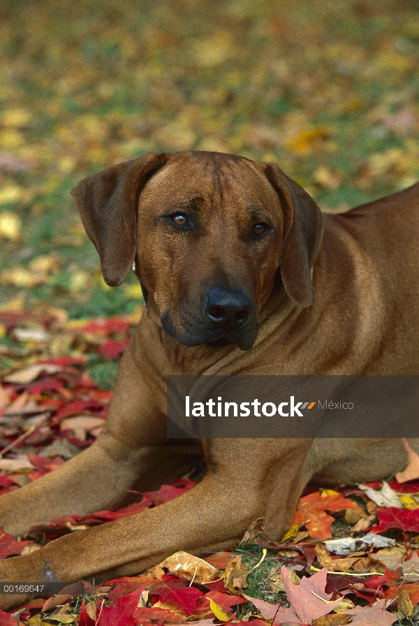 Ridgeback de Rodesia Perros (Canis familiaris) de descanso en otoño las hojas