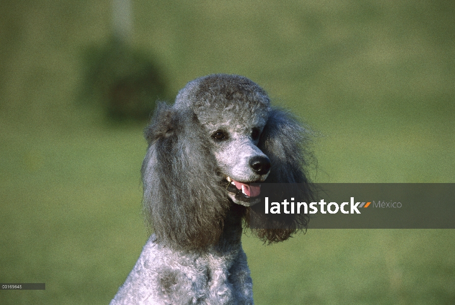 Retrato de caniche (Canis familiaris) estándar