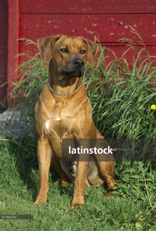 Ridgeback de Rodesia Perros (Canis familiaris) retrato de macho adulto