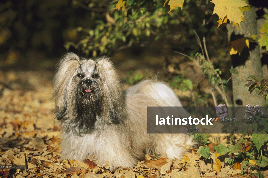 Lhassa Apso (Canis familiaris) en hojas caídas