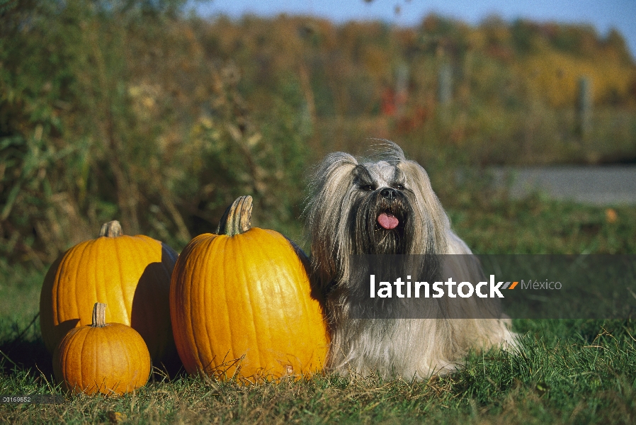 Lhassa Apso (Canis familiaris) de pie al lado de calabazas