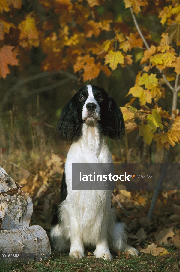 Springer Spaniel Inglés (Canis familiaris) sentado, caída