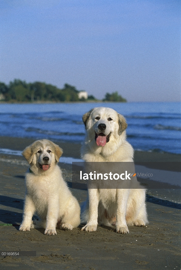 Cachorro y adulto de gran Pirineo (Canis familiaris)