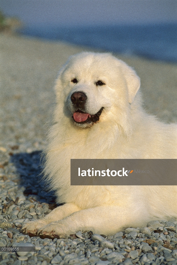 Colocación de gran Pirineo (Canis familiaris)