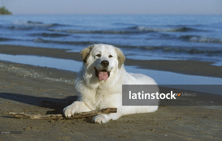 Gran Pirineo (Canis familiaris) jugando con palo