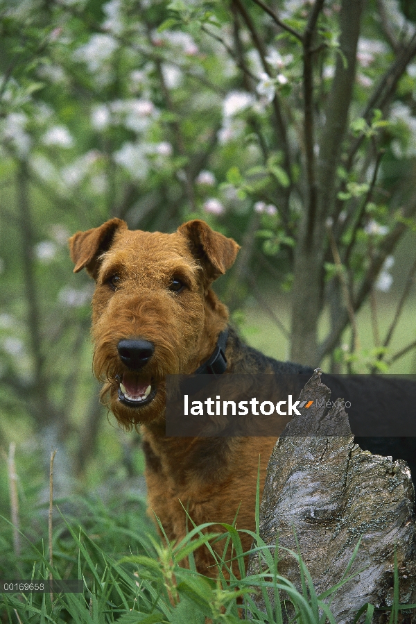 Adulto de Airedale Terrier (Canis familiaris)