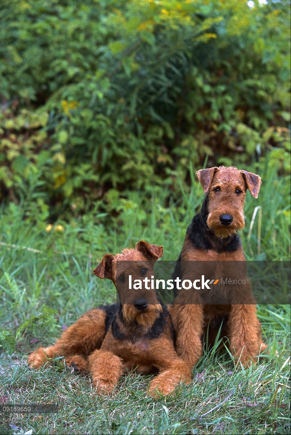 Par de Airedale Terrier (Canis familiaris) en pasto