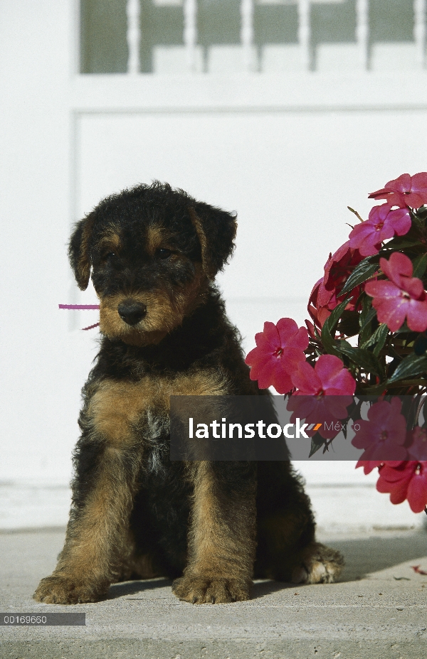 Cachorro Airedale Terrier (Canis familiaris)