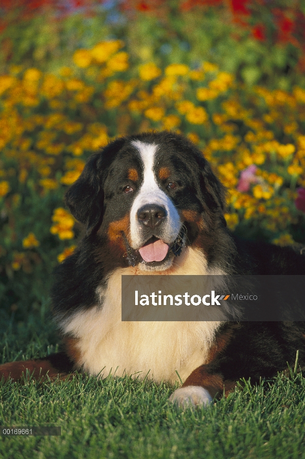 Perro (Canis familiaris) adulto tendido sobre la hierba