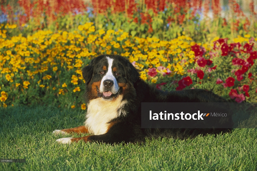 Perro (Canis familiaris) adulto tendido sobre la hierba