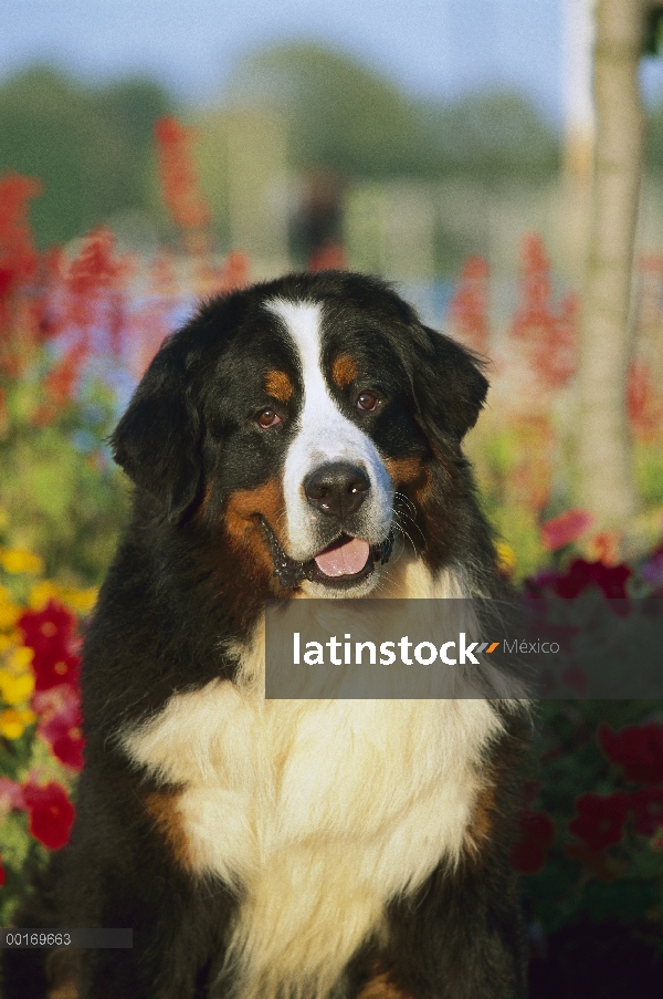 Retrato de perro (Canis familiaris) de adulto