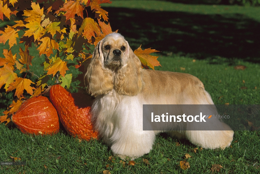 Cocker Spaniel (Canis familiaris) de pie junto a la calabaza, otoño