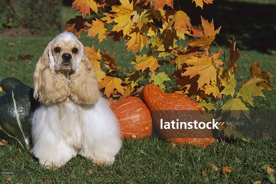 Cocker Spaniel (Canis familiaris) de pie junto a la calabaza, otoño