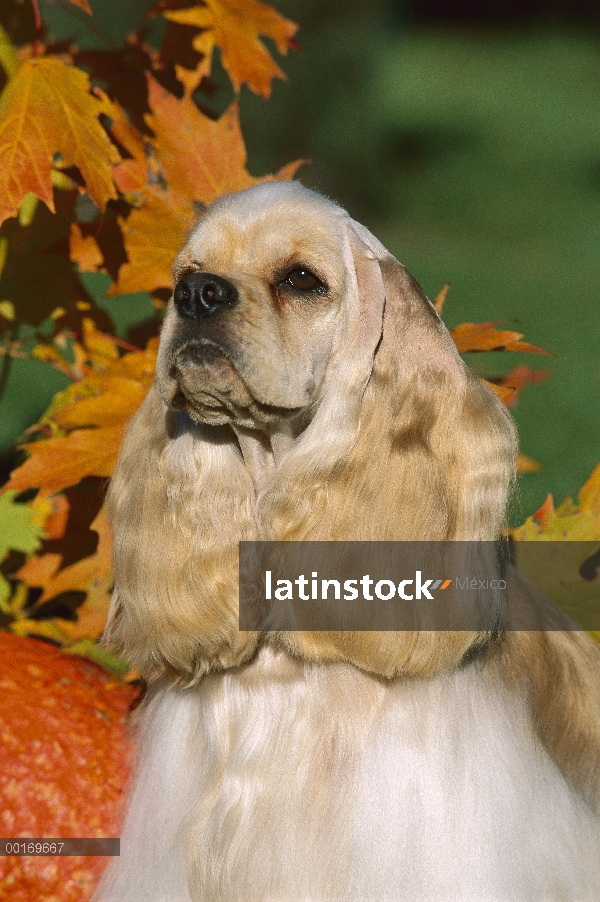 Cocker Spaniel (Canis familiaris) de pie junto a la calabaza, otoño