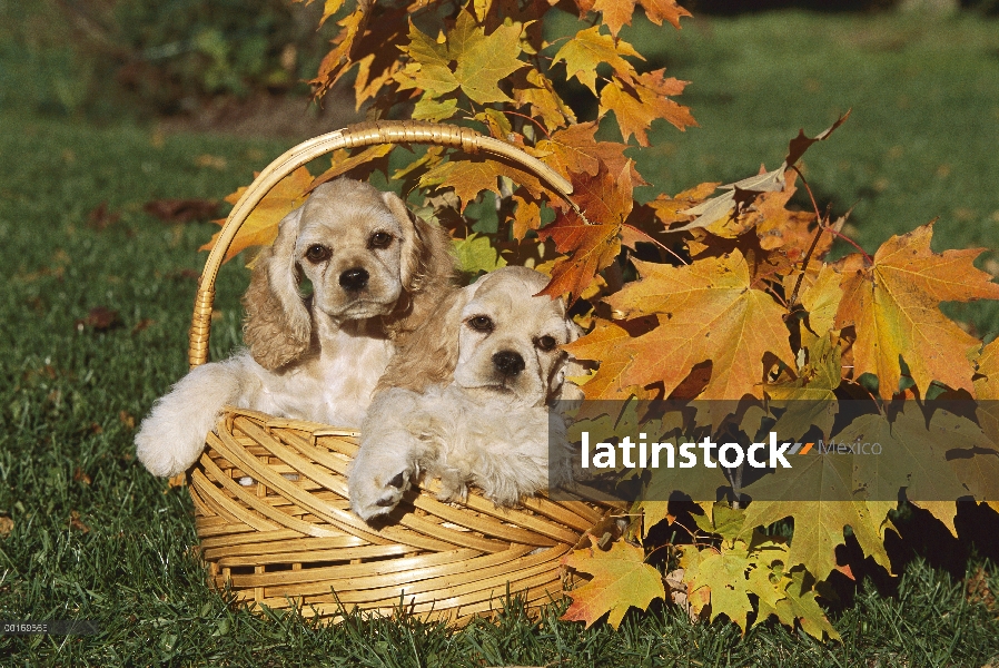 Cachorros de Cocker Spaniel (Canis familiaris) en canasta de otoño