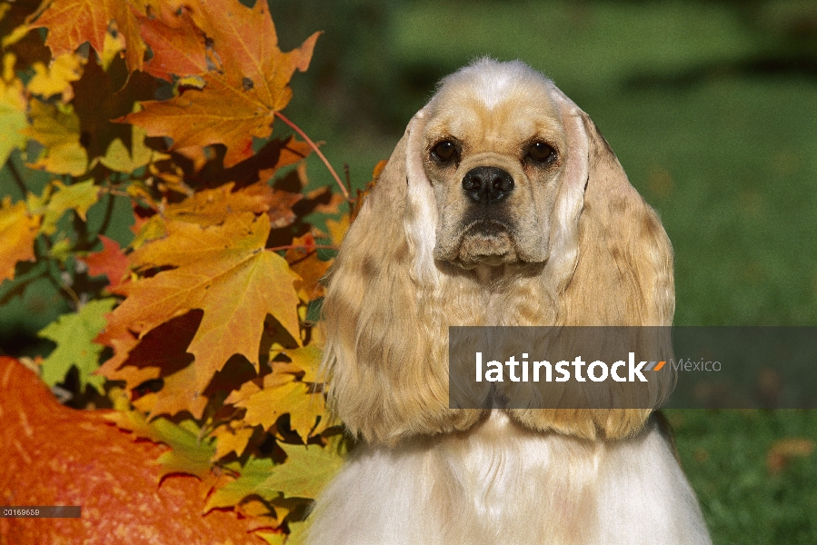 Cocker Spaniel (Canis familiaris) caída de retrato