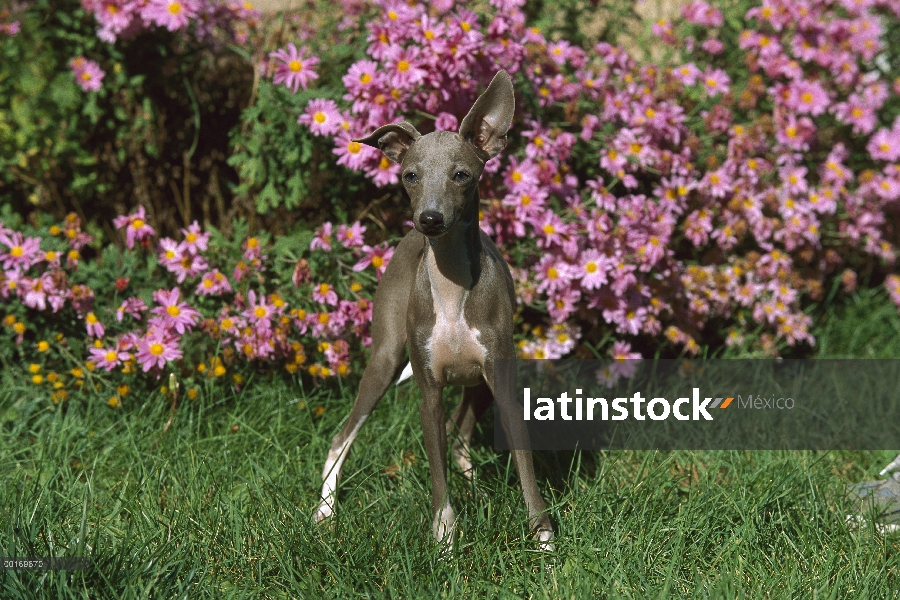 Pie de cachorro de galgo italiano (Canis familiaris) frente a áster