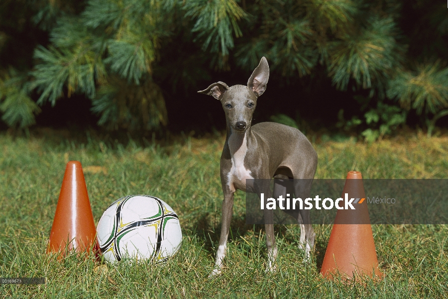 Cachorro de galgo italiano (Canis familiaris) con el equipo de fútbol