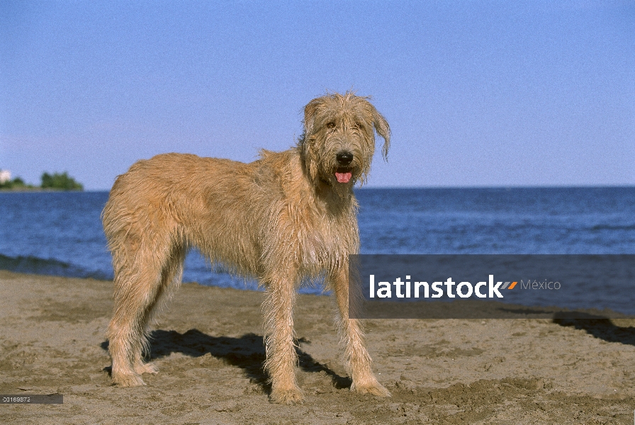 Adulto de Irish Wolfhound (Canis familiaris) en la playa