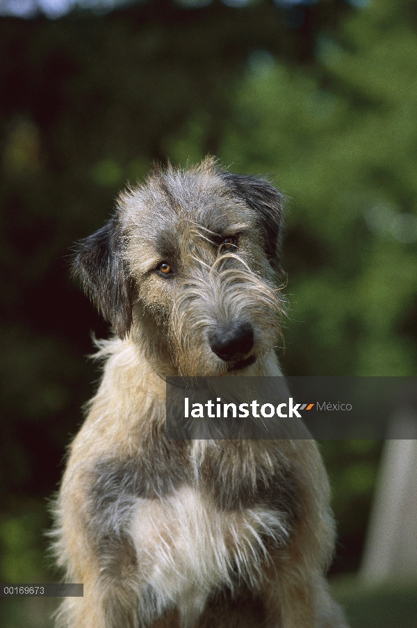 Retrato de Irish Wolfhound (Canis familiaris)