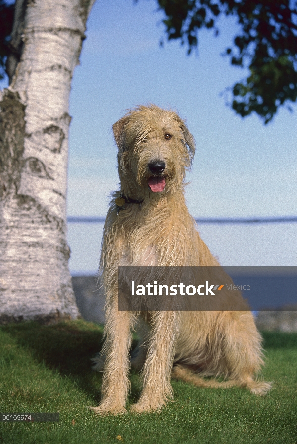 Irish Wolfhound (Canis familiaris) sentado en la hierba