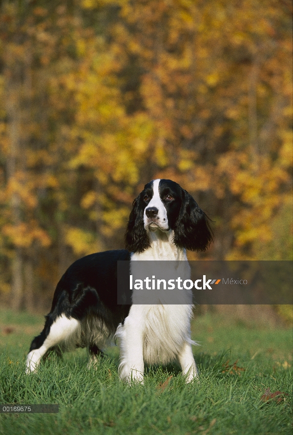 Springer Spaniel Inglés (Canis familiaris) de pie sobre la hierba, caída