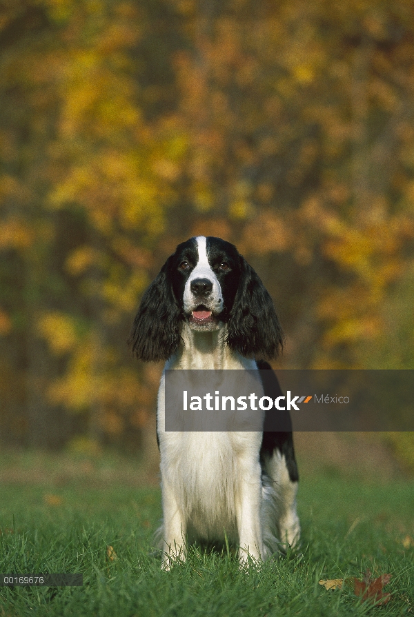 Springer Spaniel Inglés (Canis familiaris) de pie sobre la hierba, otoño