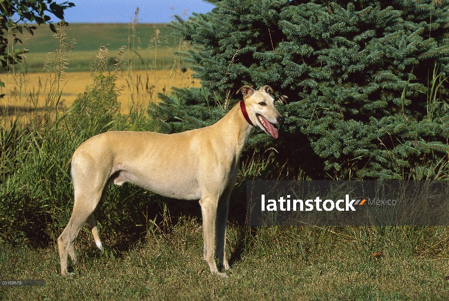 Permanente adultos Greyhound (Canis familiaris)