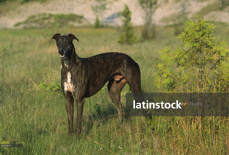 Galgo (Canis familiaris) adulto