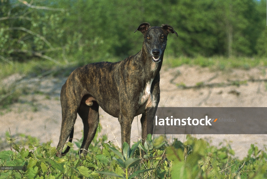 Galgo (Canis familiaris) adulto