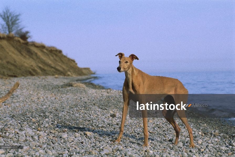 Galgo (Canis familiaris) de pie en la playa