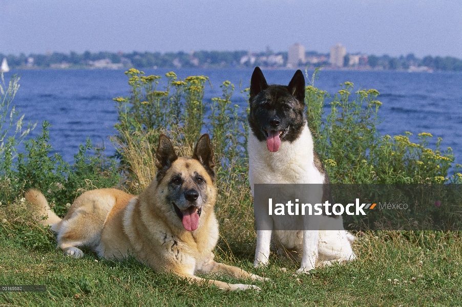 Par de Akita (Canis familiaris)