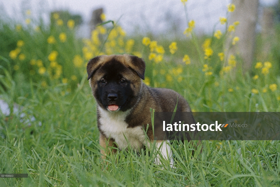 Cachorro de Akita (Canis familiaris) en pasto