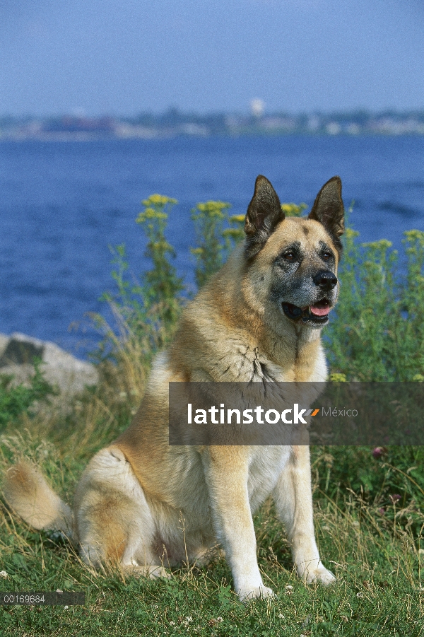 Sesión adulto Akita (Canis familiaris)