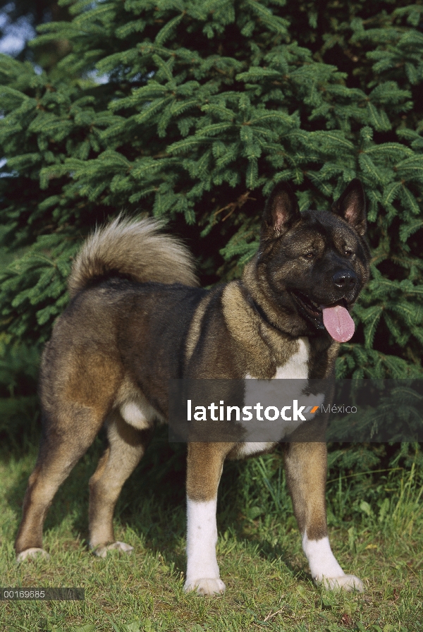 Macho adulto de Akita (Canis familiaris)