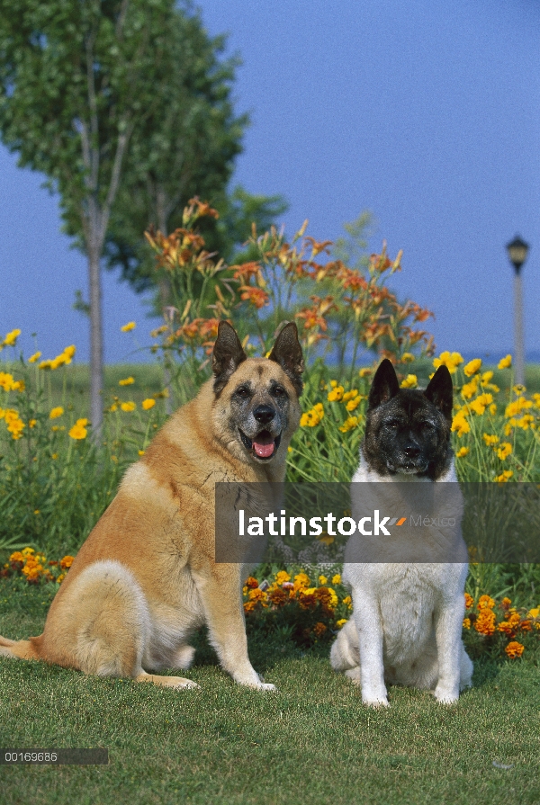 Sesión de pareja de Akita (Canis familiaris)