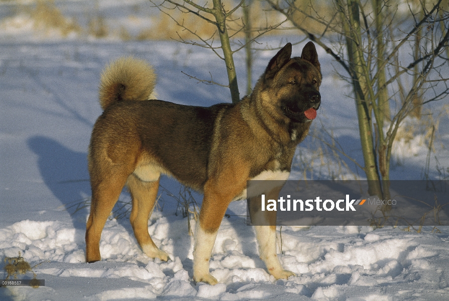 Adulto de Akita (Canis familiaris) en la nieve