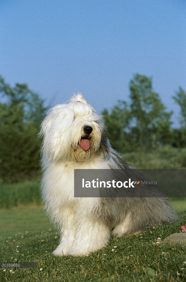 Antiguo perro pastor inglés (Canis familiaris) adulto