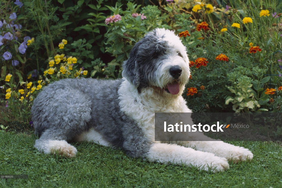 Old English Sheepdog (Canis familiaris) con una capa de recorte