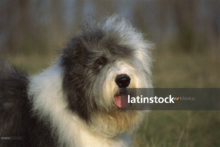 Retrato antiguo perro pastor inglés (Canis familiaris)