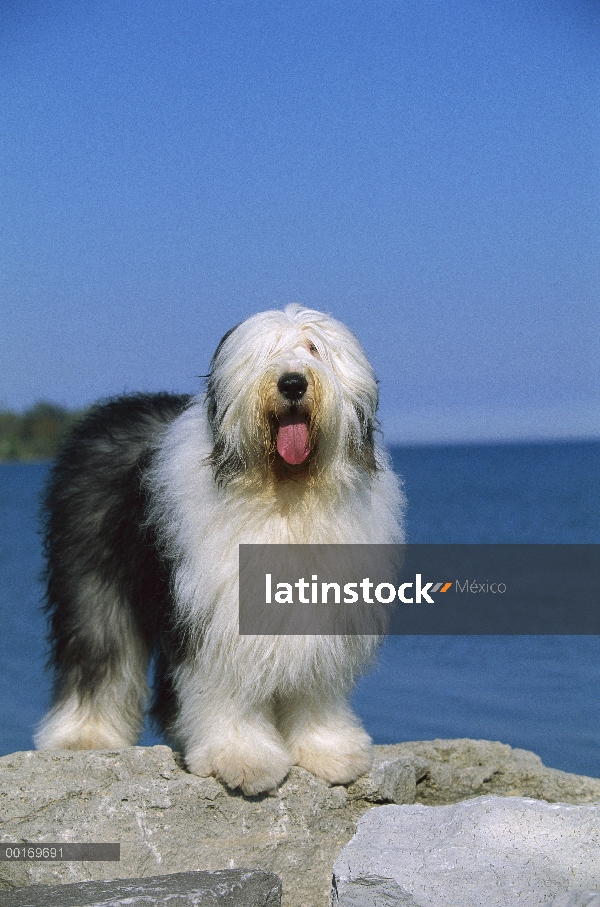 Pie antiguo perro pastor inglés (Canis familiaris)