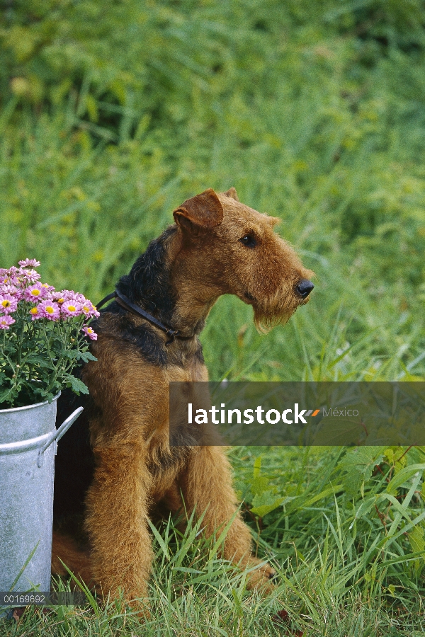 Juvenil de Airedale Terrier (Canis familiaris)