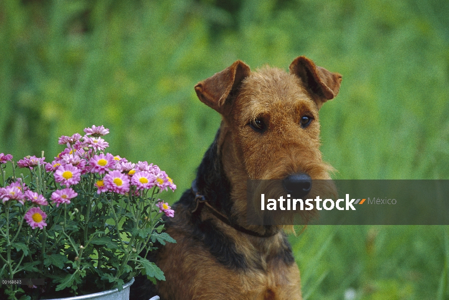 Retrato de Airedale Terrier (Canis familiaris)