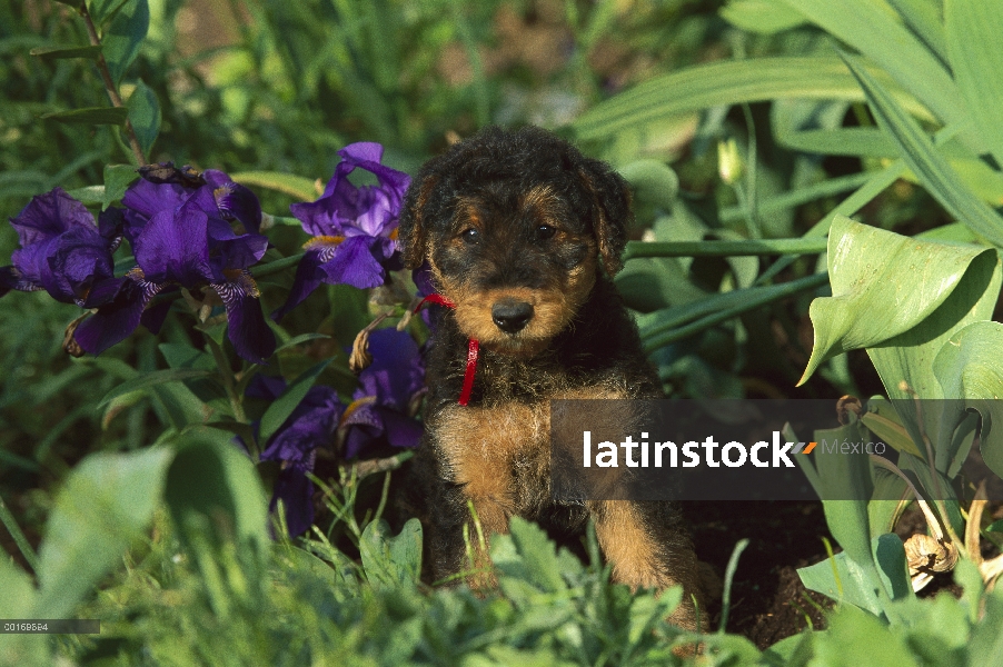 Cachorro Airedale Terrier (Canis familiaris)