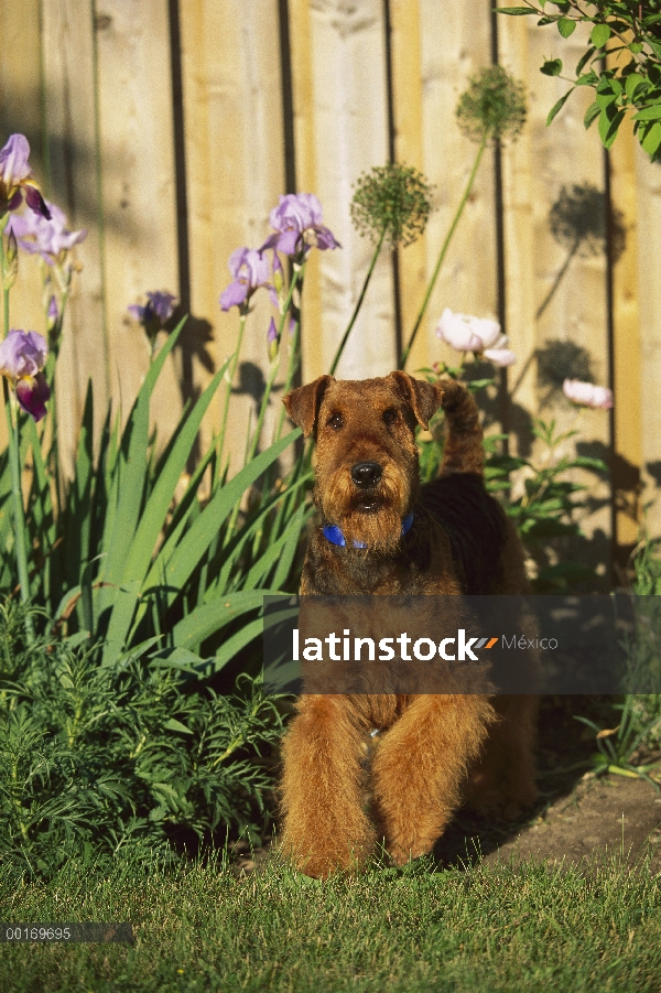 Adulto de Airedale Terrier (Canis familiaris)