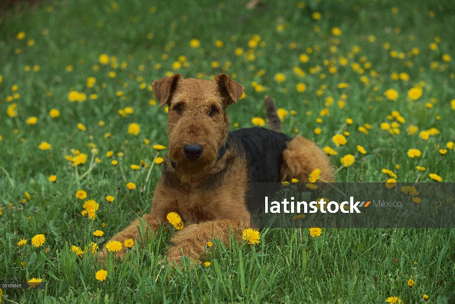 Adulto de Airedale Terrier (Canis familiaris) en pasto